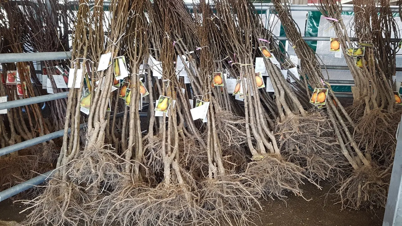 Torrelavega inicia el viernes el reparto de 4.420 ejemplares de lacampa&ntilde;a del &aacute;rbol