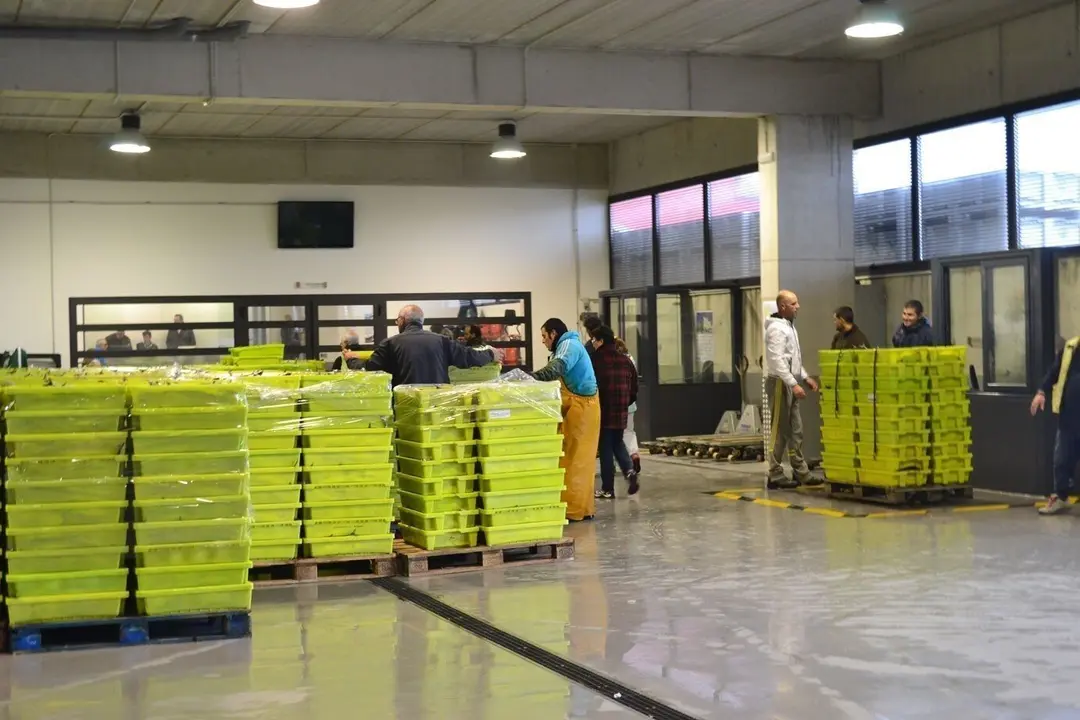 Pescadores de Laredo se preparan para el verdel