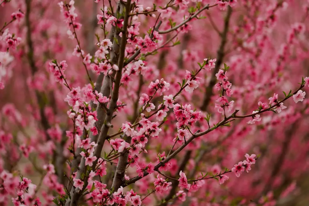 Flores de melocotoneros en una finca de Cieza, Murcia (Espa&ntilde;a), a 1 de marzo de 2021. La floraci&oacute;n de los &aacute;rboles de Cieza se ha convertido en uno de los principales reclamos tur&iacute;sticos del invierno en la Regi&oacute;n de Murcia y ha otorgado a este municipio fa