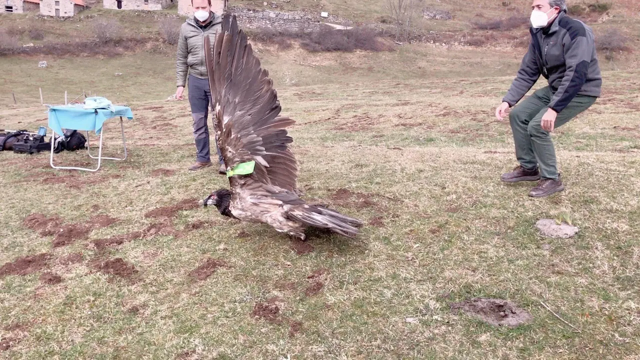 Liberaci&oacute;n del quebrantahuesos 'Aquil&oacute;n' en Espinama