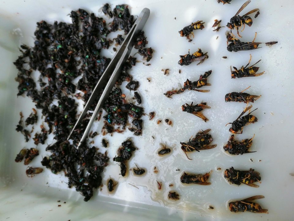 Archivo - Alergólogos alertan del incremento de la avispa asiática en la cornisa cantábrica y Galicia