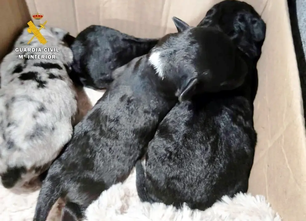 Rdo. Nota De Prensa Guardia Civil (Localizado El Presunto Autor De Arrojar Ocho Cachorros De Perro A La Basura)