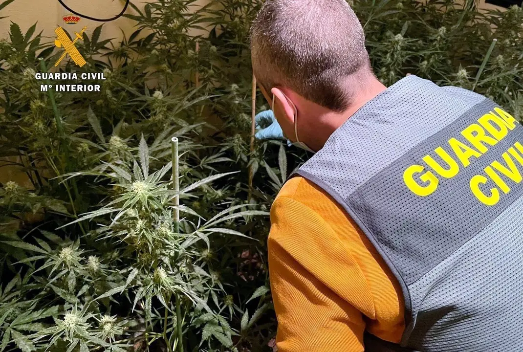 Nota De Prensa La Guardia Civil Desmantela Plantaci&oacute;n Indoor