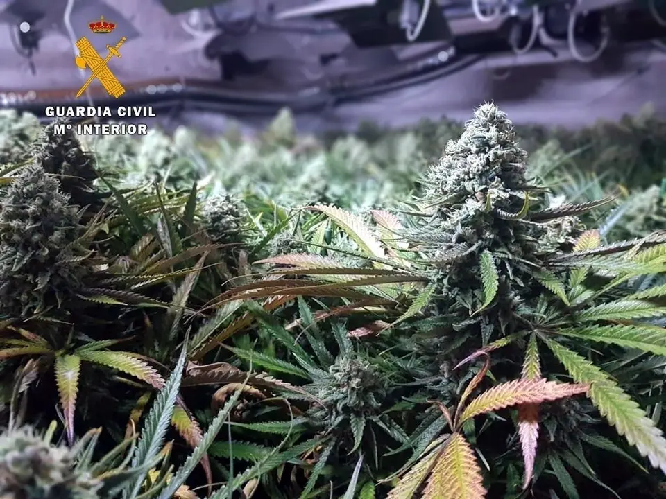 Rdo. Nota De Prensa Guardia Civil (Desmantelada En Suesa Una Plantaci&oacute;n Indoor Con 735 Plantas De Marihuana)