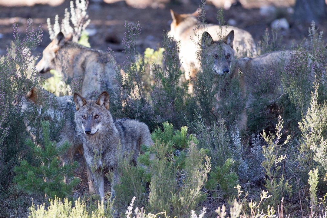 Archivo - Varios lobos ibéricos del Centro del Lobo Ibérico en localidad de Robledo de Sanabria, en plena Sierra de la Culebra (lugar de mayor concentración de este cánido en el Sur de Europa). 