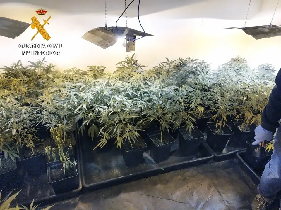 Plantaci&oacute;n de marihuana en Guriezo