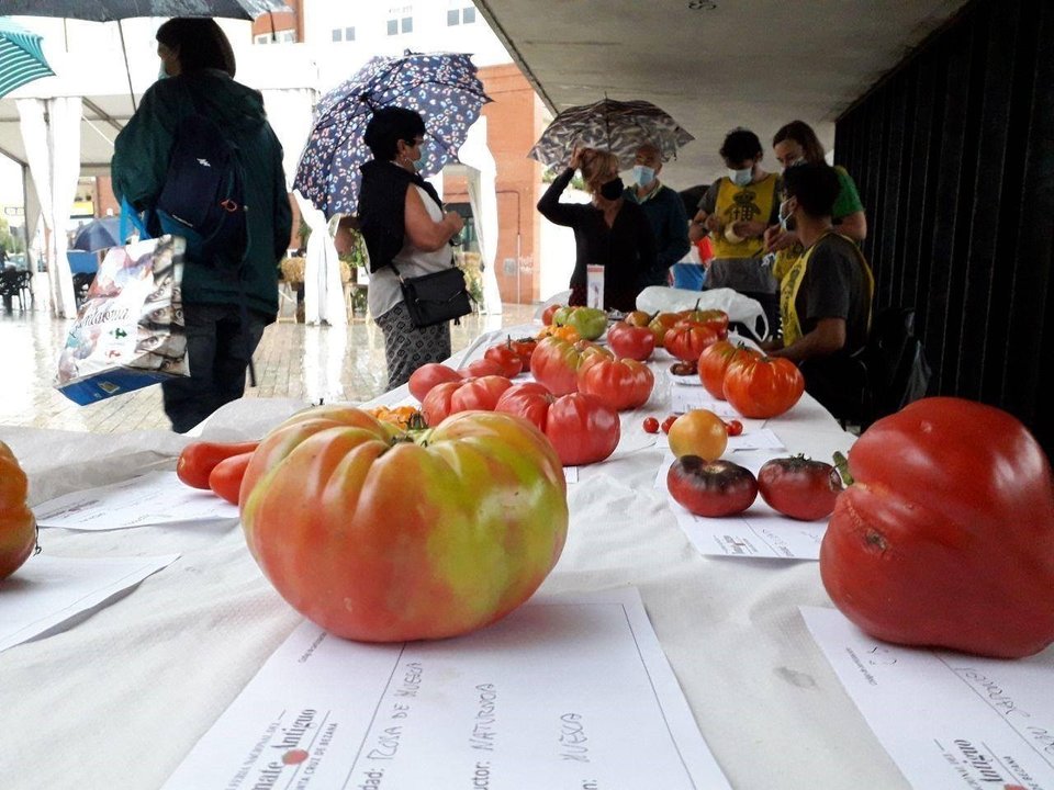 Archivo - Bezana.- El tomate de Abanillas, elegido el mejor tomate de España en la Feria Nacional del Tomate 