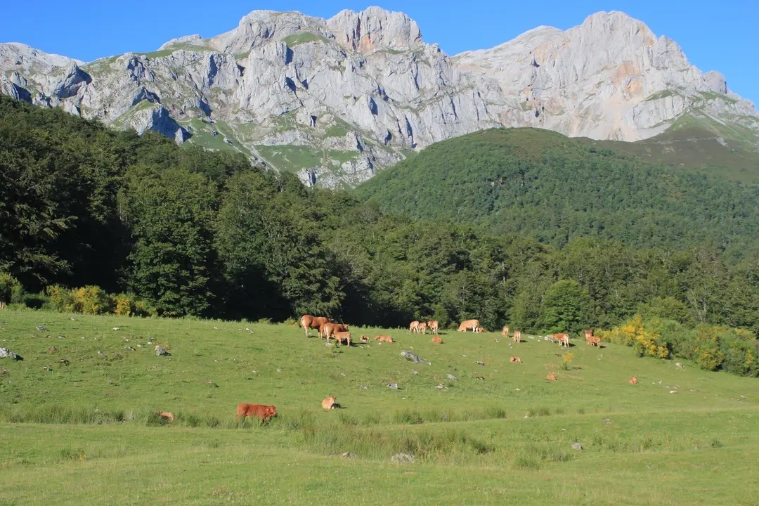 Paisaje. Monta&ntilde;as, praderas, animales.