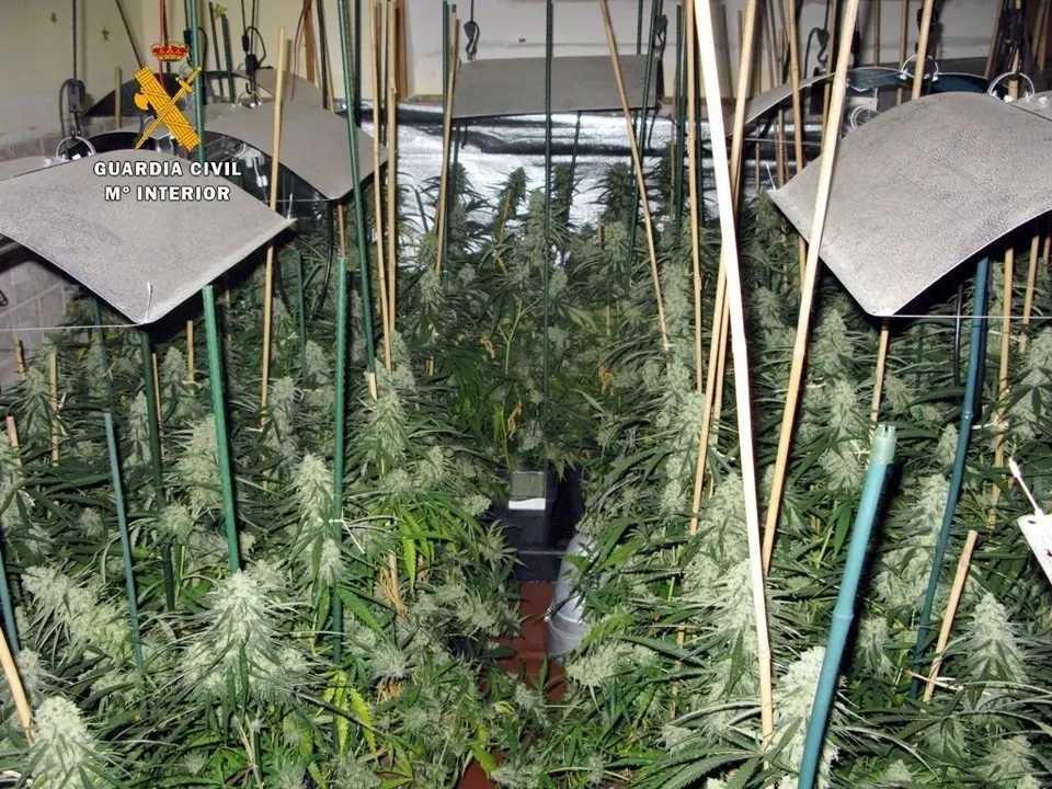 Plantaci&oacute;n de marihuana desmantelada en una casa de Castro Urdiales