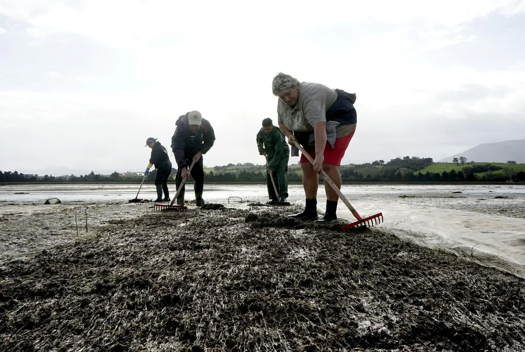                                 MARISCADORES . PEDRE&Ntilde;A. MARISCADORAS.
ALMEJAS.
6 11 2017