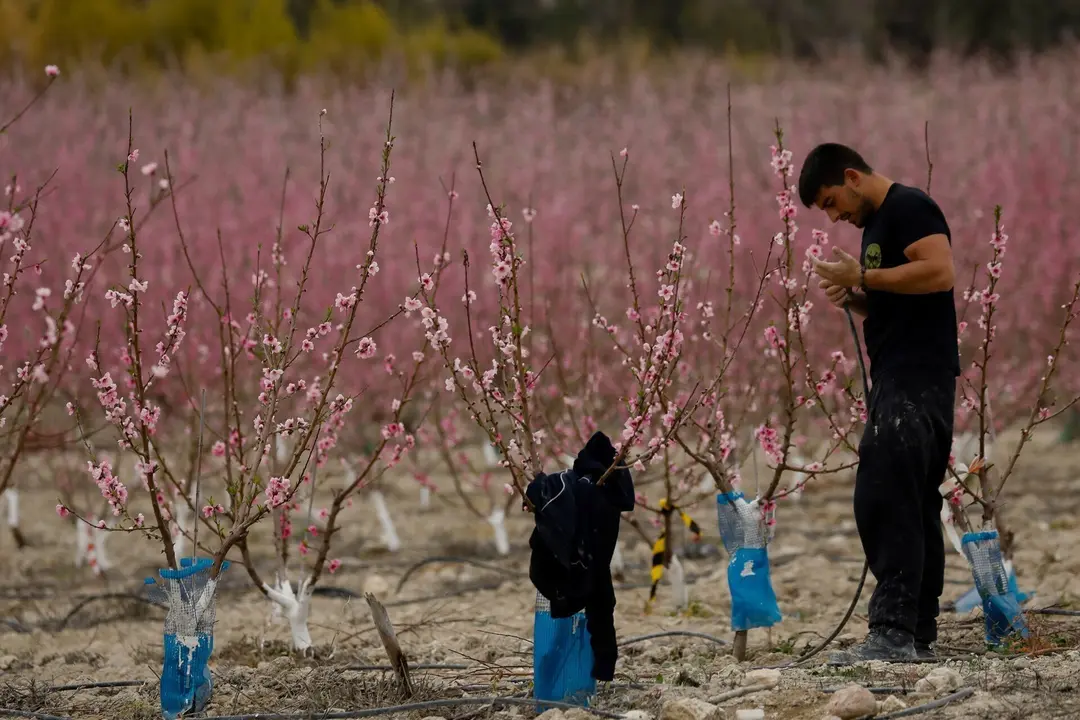 Archivo - Un agricultor trabaja en una finca de Cieza (Murcia)