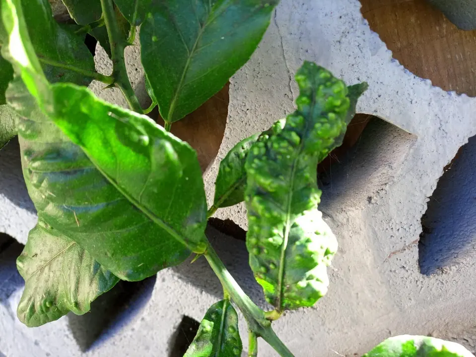 Limonero afectado por la Psila Africana