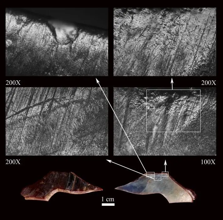 Fragmento de Mytilus galloprovincialis (abajo) y detalle de los rastros de uso-desgaste (arriba) Interpretados como generados por para alisar y / o pulir madera dura.