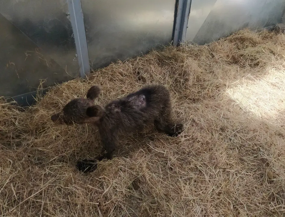 Archivo - Osezna recogida en Somiedo (Asturias)