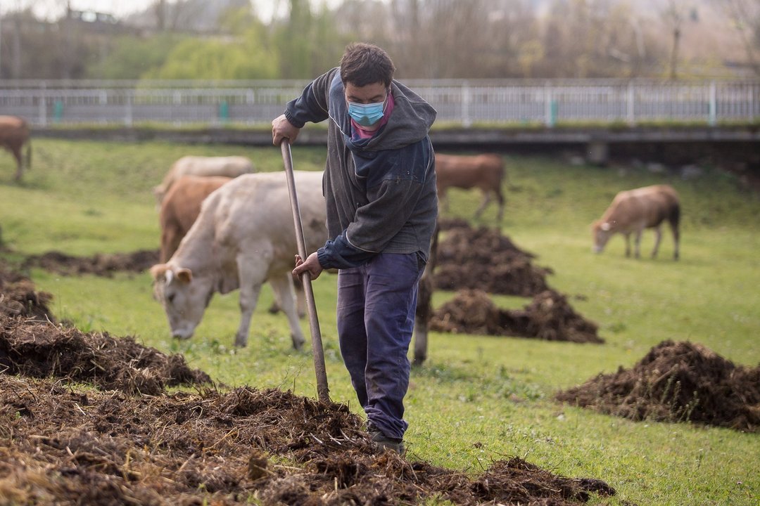 Ganadero extiende estiércol en la finca donde pastan sus vacas del barrio de A Tolda, en Lugo, Galicia (España) 