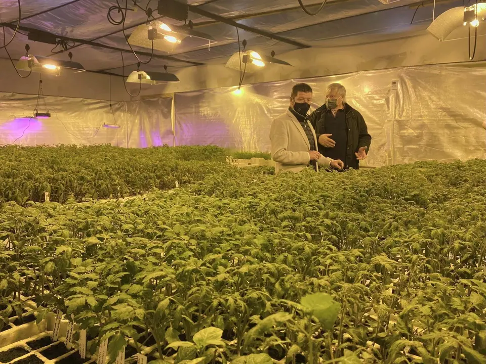 Plantas de tomate cultivadas en La Lechera