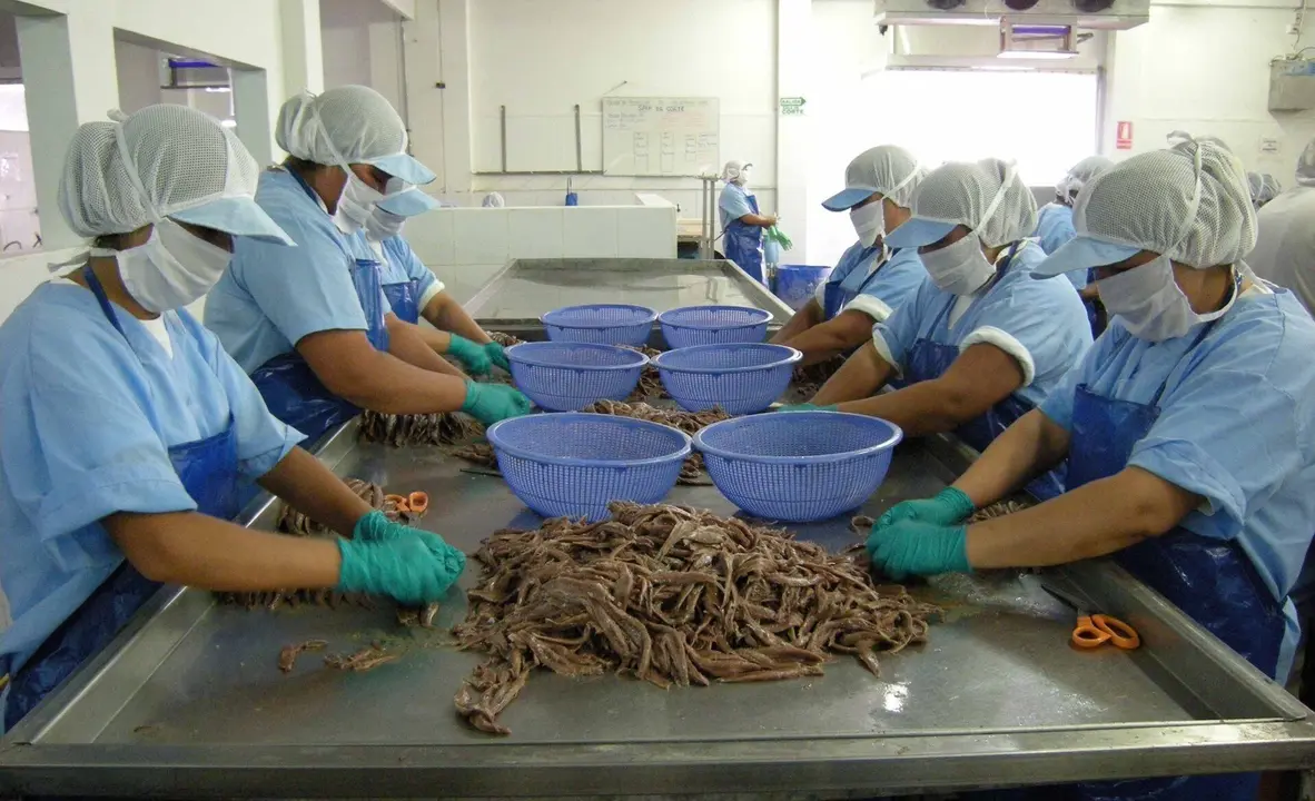 Archivo - Trabajadoras de conservas