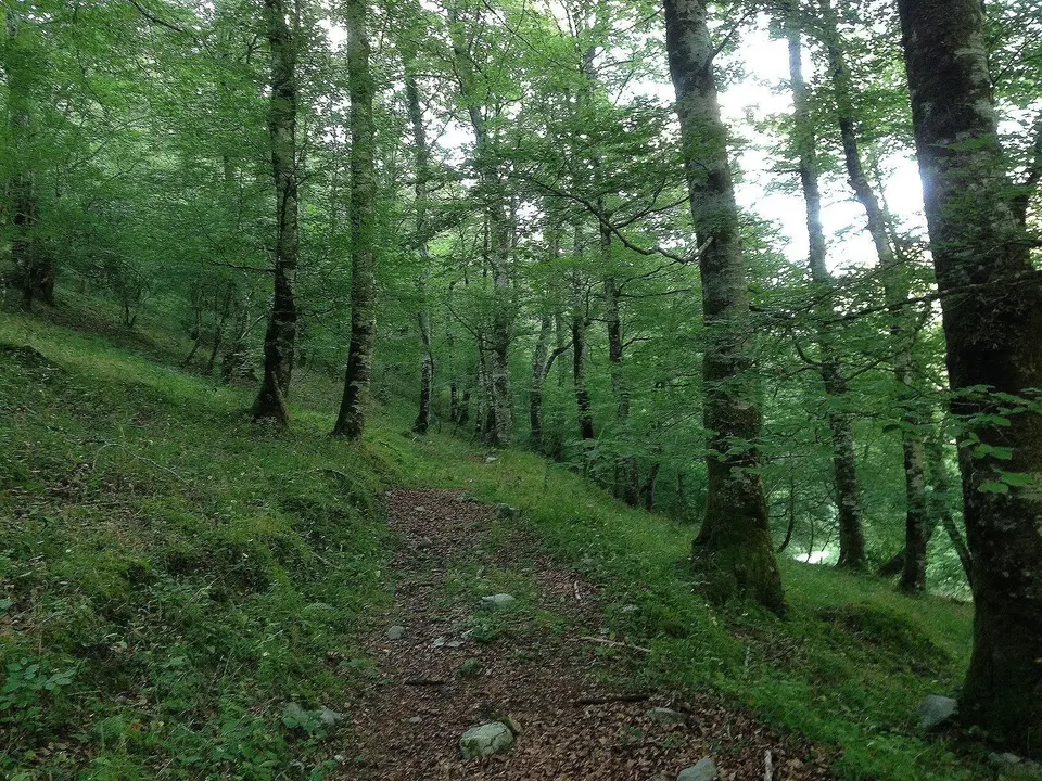 Archivo - Sendero en el Parque Natural Saja Besaya