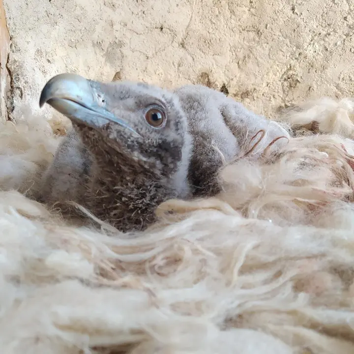 Cr&iacute;a de quebrantahuesos.