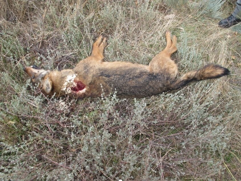 Lobo ibérico abatido ilegalmente por un cazador furtivo en A Veiga (Ourense)