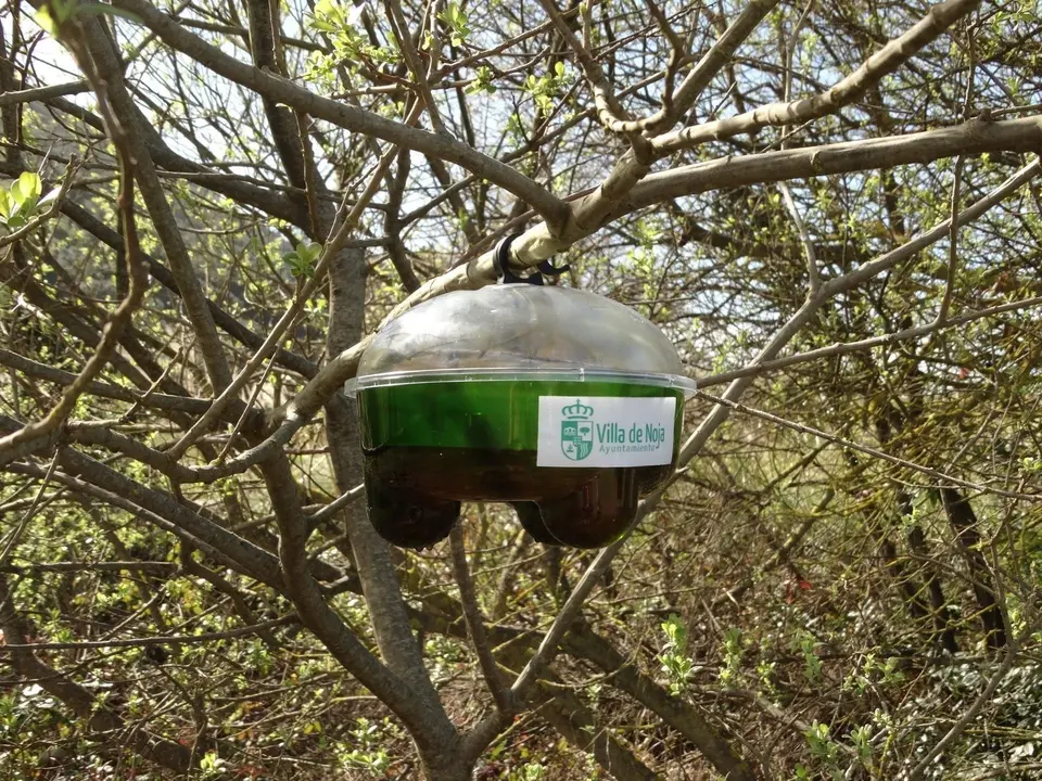 Archivo - Noja.- Capturados 3.276 ejemplares de avispa asi&aacute;tica, un 16% m&aacute;s que en 2018