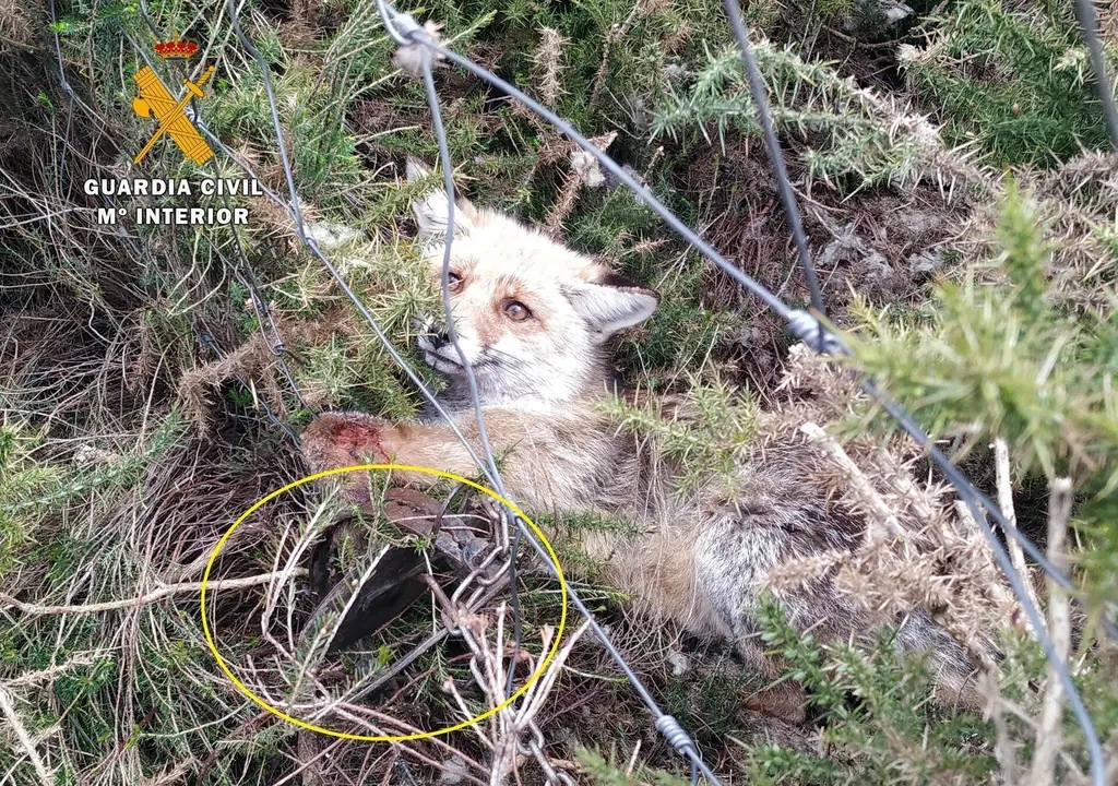 Zorro atrapado en el cepo