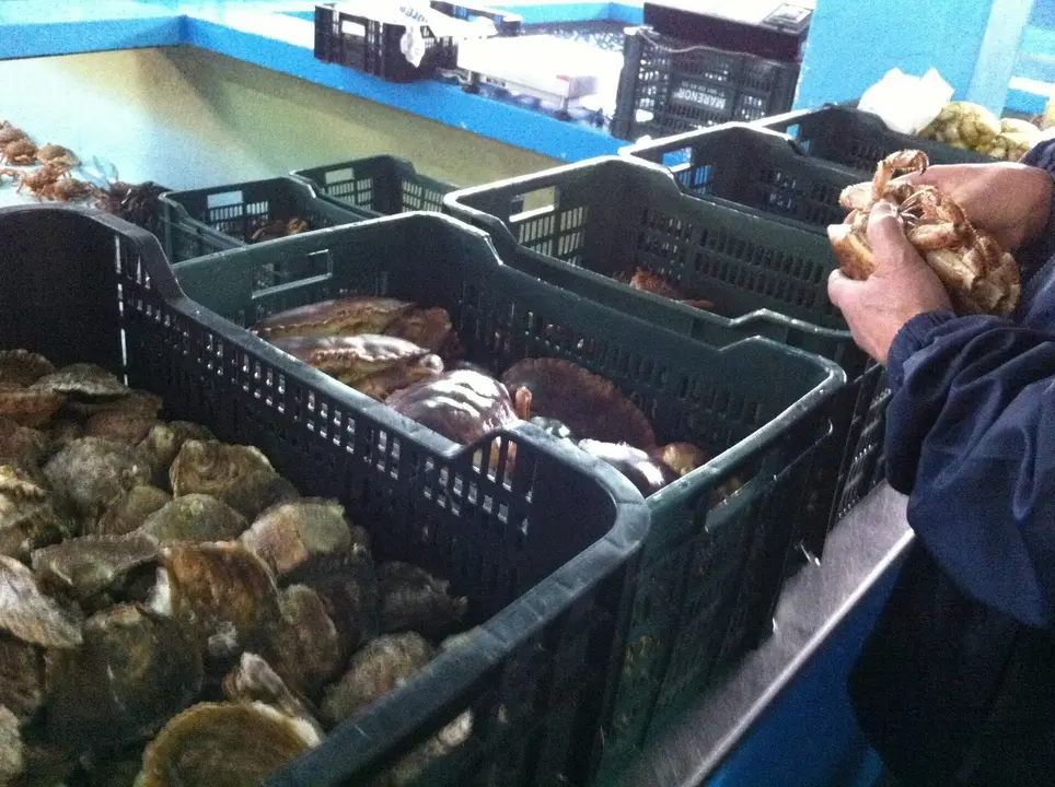 Archivo - Ostras y otros mariscos