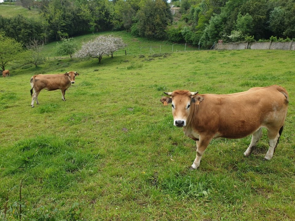 Vacas, asturiana de los valles, rural, campo, PAC.