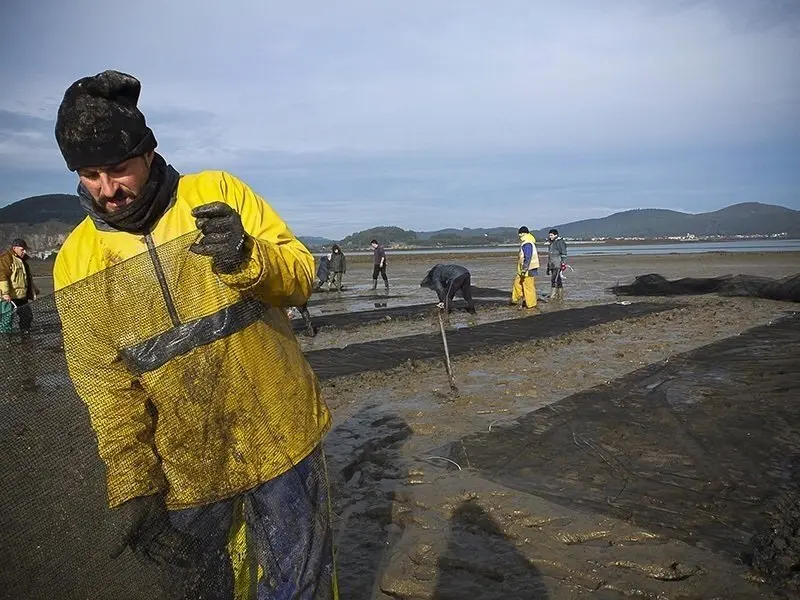 Siembre de la almeja.
Consejer&iacute;a de Medio Rural.