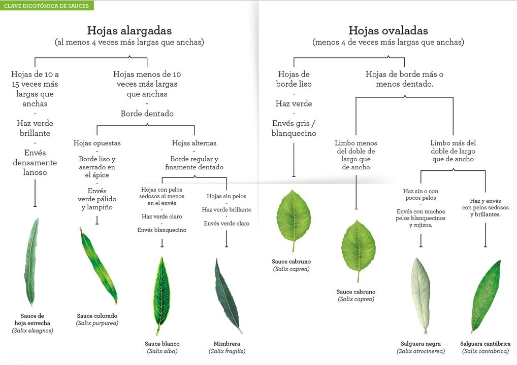 Guía de árboles ilustrada por alumnos de la ESAC Roberto Orallo