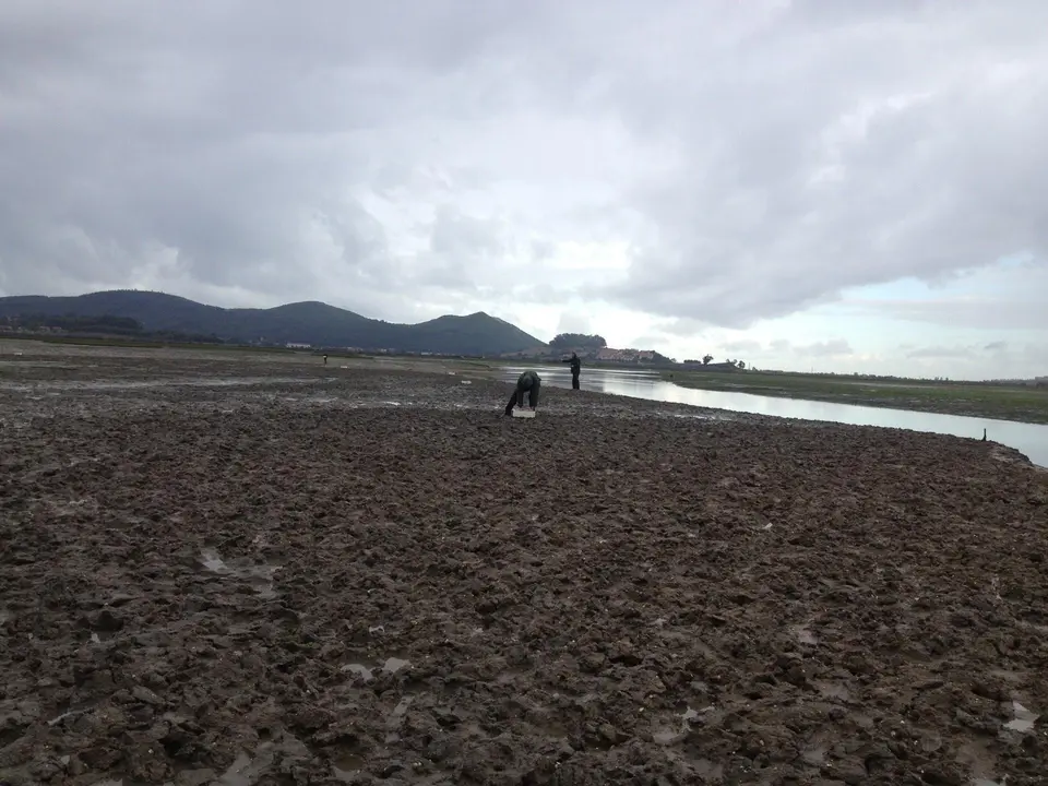 Archivo - Siembra moluscos