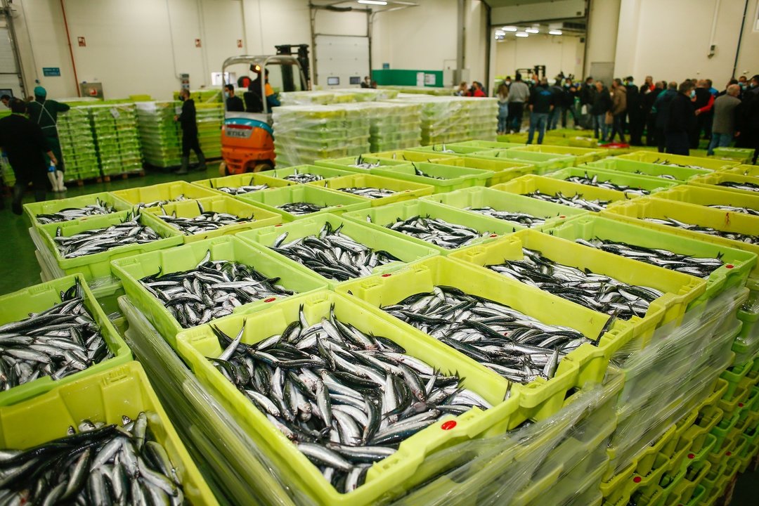 Cajas de anchoas durante la campaña de pesca en Galicia.