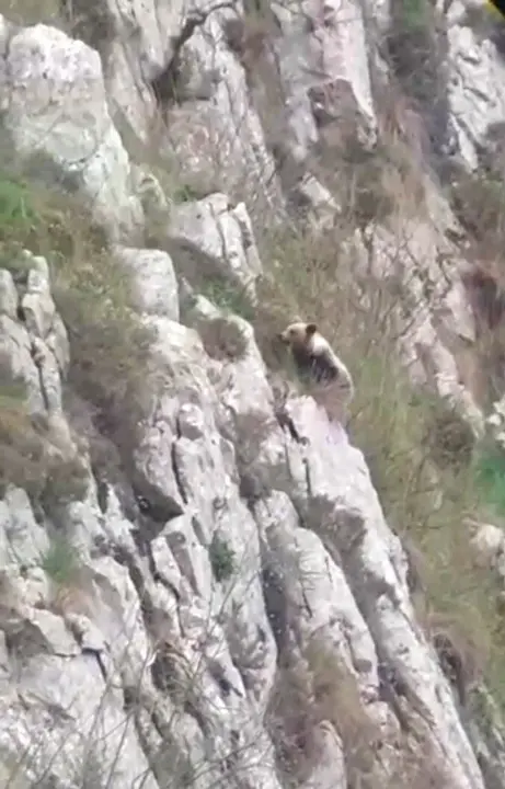 Osezna en Picos de Europa.