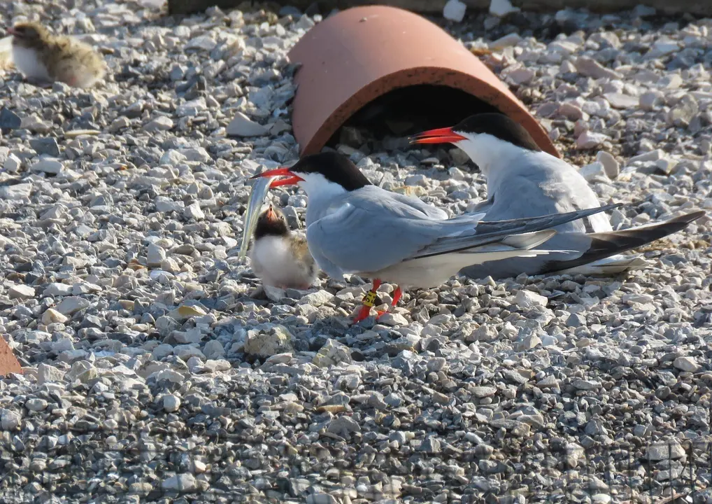 Charr&aacute;n com&uacute;n