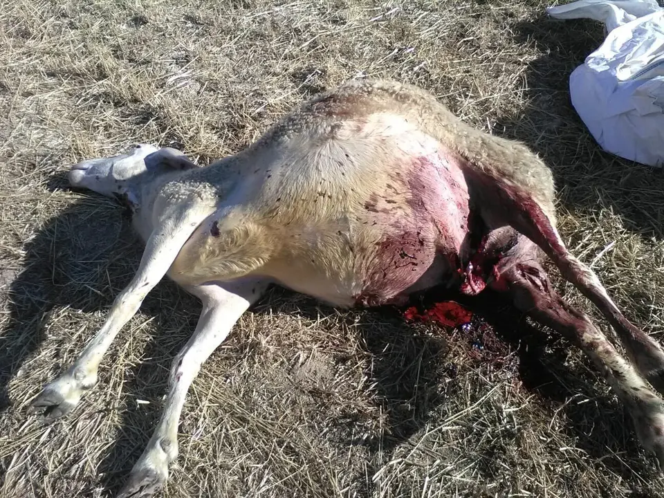 Archivo - Oveja fallecida por el ataque de lobo en Villasbuenas (Salamanca).