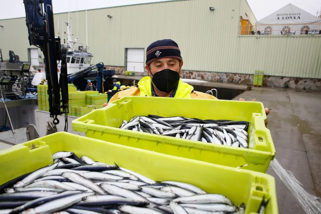Archivo - Un trabajador muestra una caja durante la campa&ntilde;a de pesca de la anchoa, a 26 de abril de 2021, en el muella de Burela, Lugo, Galicia, (Espa&ntilde;a). El bocarte o anchoa de buen tama&ntilde;o ha aparecido este a&ntilde;o entre Avil&eacute;s y Burela, lo que ha provocado 