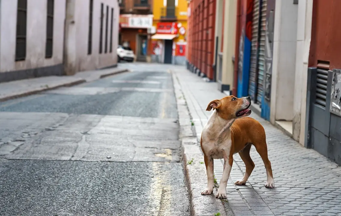 Archivo - Perro abandonado 