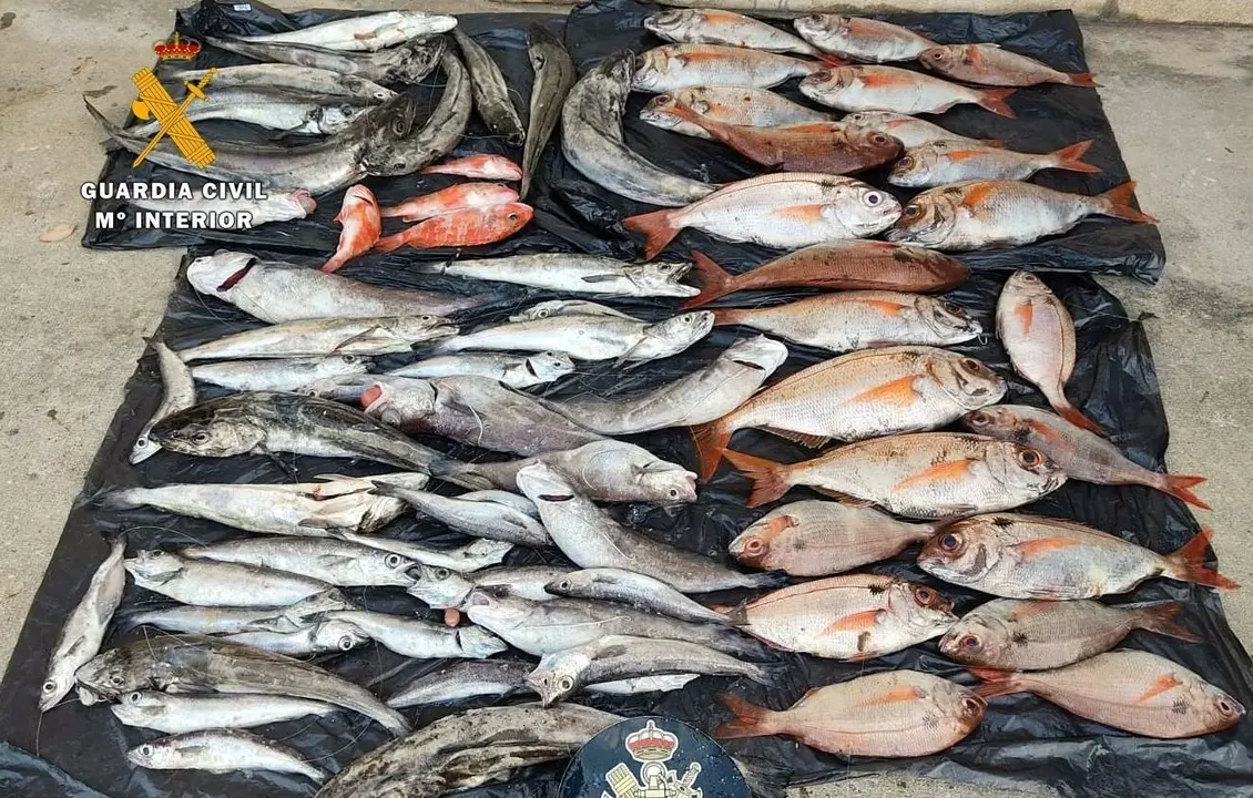 Pescado intervenido en la operaci&oacute;n en el puerto Marina de Santander