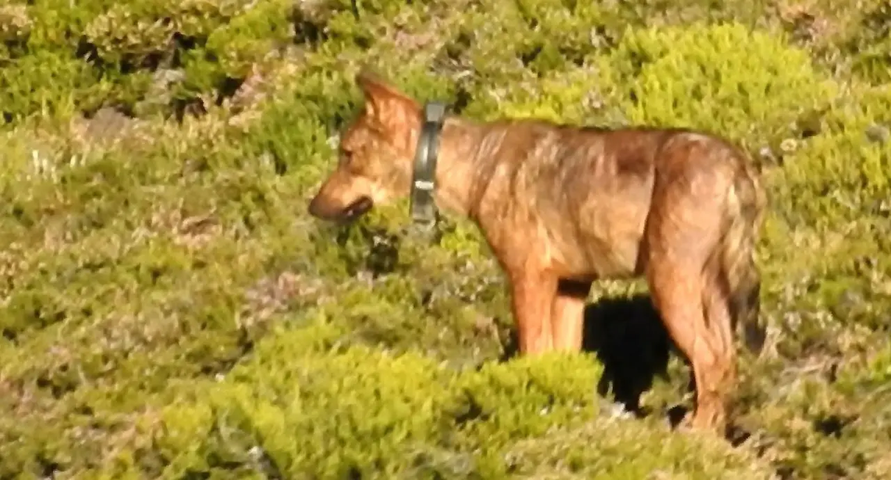 Archivo - Lobo con collar GPS.