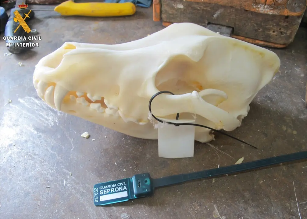 Archivo - Cr&aacute;neo de lobo incautado.