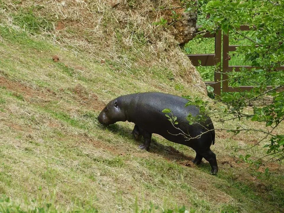 Llegada de la hipop&oacute;tama pigmeo Moyamba al Parque de la Naturaleza de Cab&aacute;rceno.