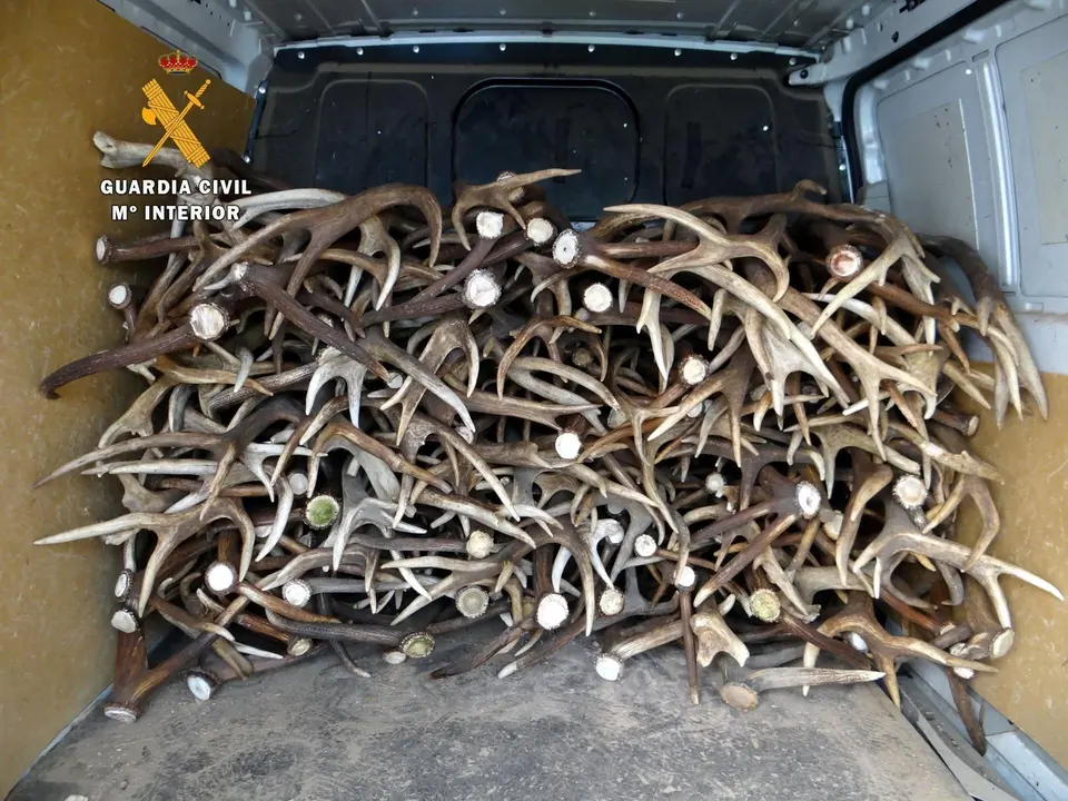 Cuernos de venado cargados en una furgoneta