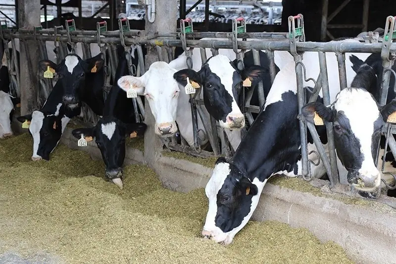 Archivo - Explotaci&oacute;n ganadera