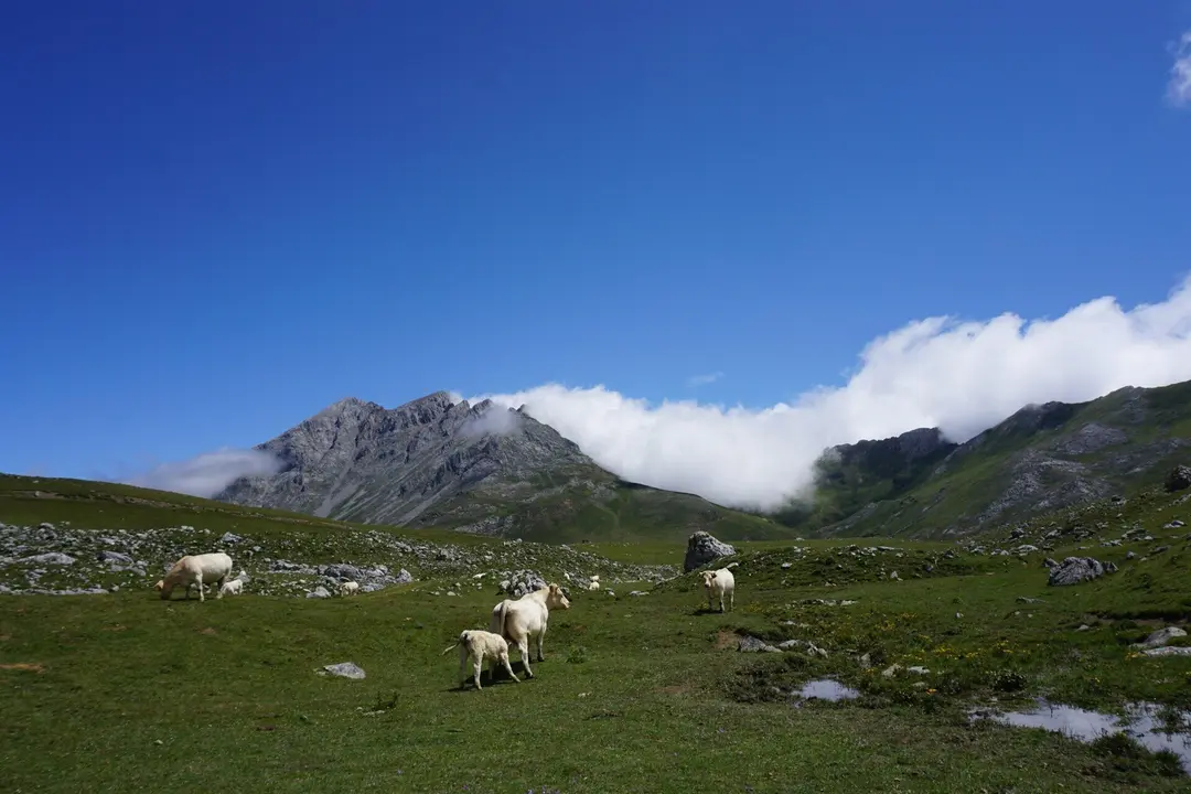 Proyecto en Picos de Europa.