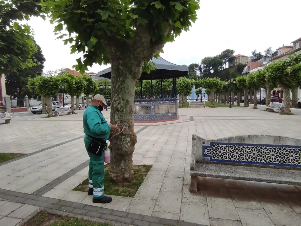 Trataiento de los &aacute;rboles de la Alameda de Colindres
