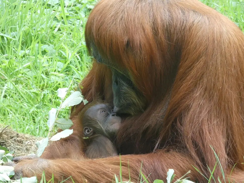 Oihana, la cr&iacute;a de orangut&aacute;n de Sumatra, junto a su madre