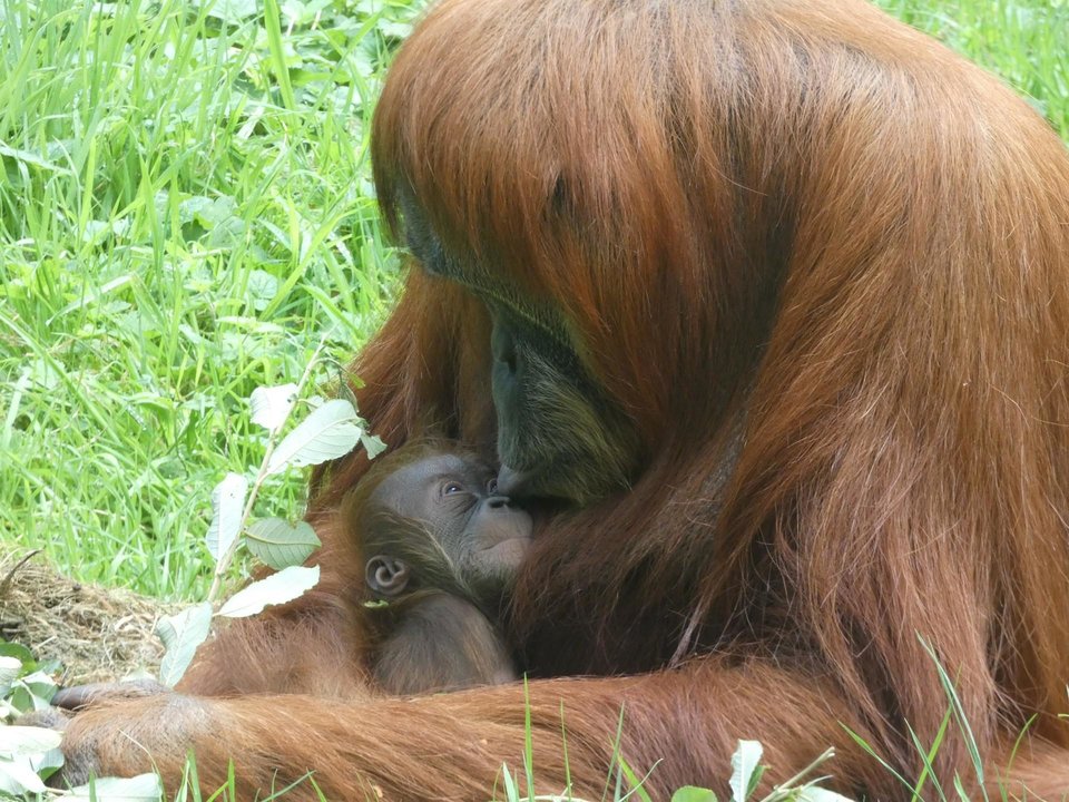 Oihana, la cría de orangután de Sumatra, junto a su madre