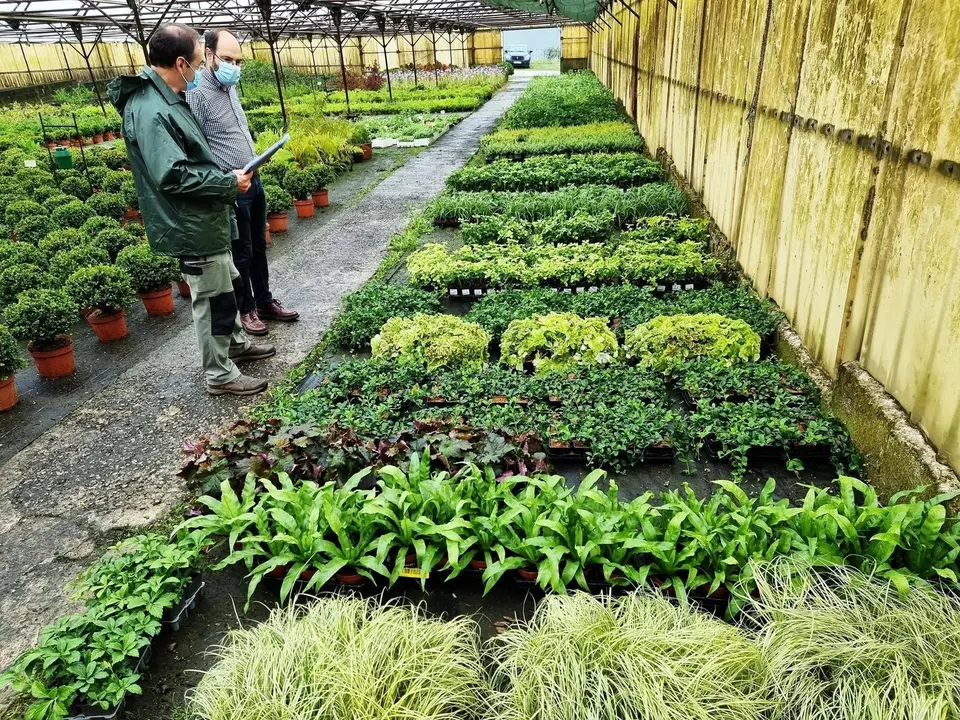 Plantas que formar&aacute;n el jard&iacute;n vertical junto al Teatro Concha Espina
