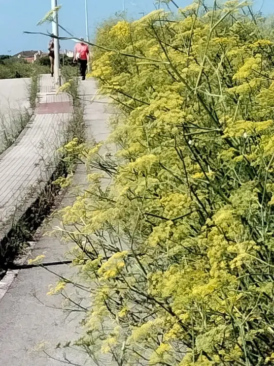 Carril bici de San Rom&aacute;n de la Llanilla