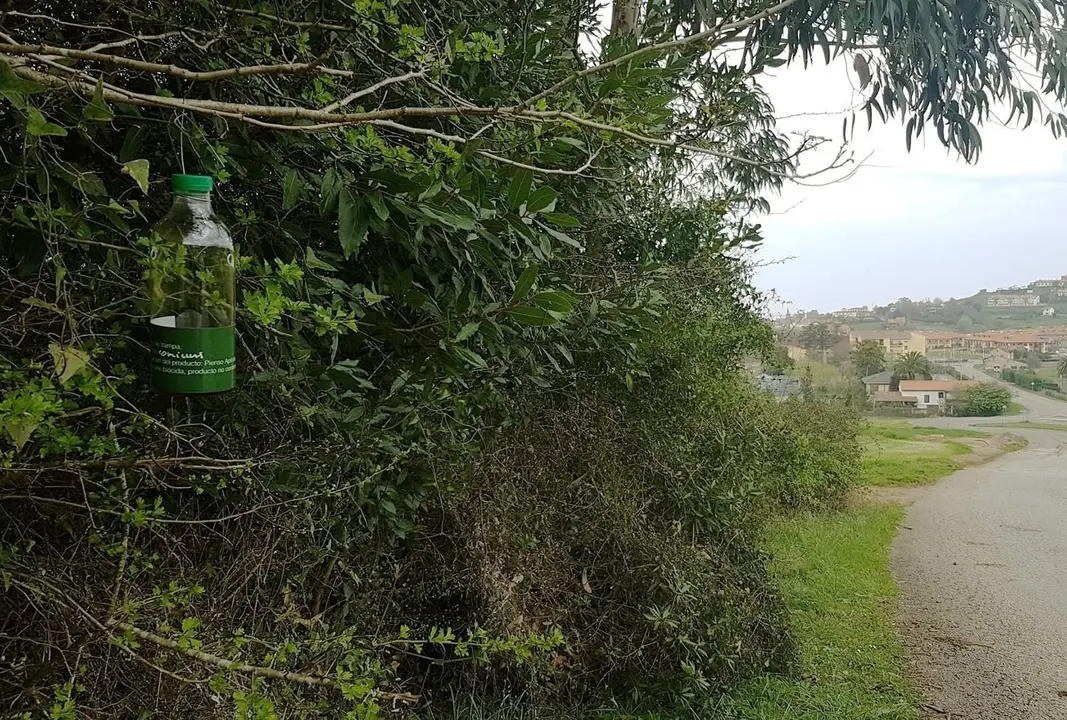 Trampa de avispa asi&aacute;tica